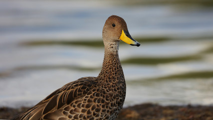 Pato Maicero en el Canal Señoret, Puerto Natales, Chile