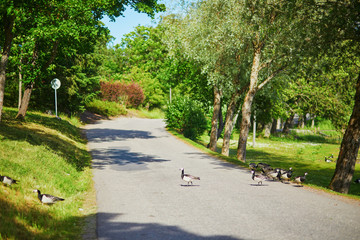 Large flock of Canada geese crossing the road