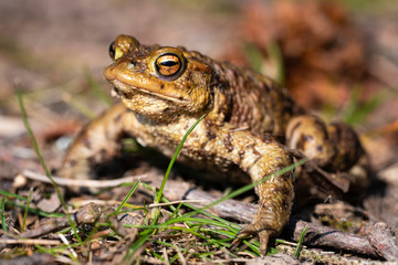 common toad - (Bufo bufo), Czech Republic