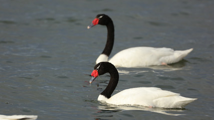 Cisne de cuello negro, Canal de Señoret, Punta Arenas, Chile