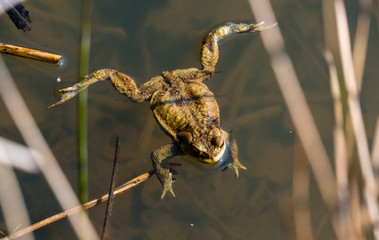 common toad - (Bufo bufo), Czech Republic