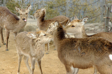 herd of deer
