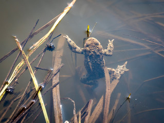 common toad - (Bufo bufo), Czech Republic