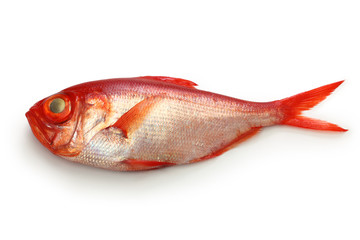 splendid alfonsino, japanese kinmedai isolated on white background