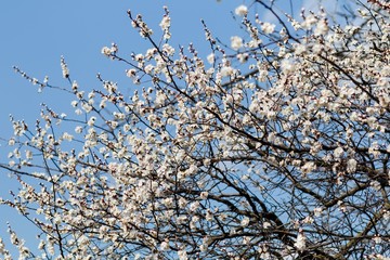branch of a tree in spring