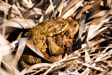 common toad - (Bufo bufo), Czech Republic