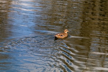 duck in the water