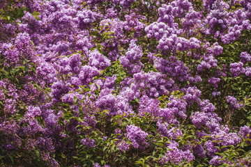 purple lilac in the garden. Flowers