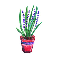 Blooming lavender in a beautiful red flowerpot decorated with a lilac ribbon. Beautiful fragrant flowers. Hand drawn colorful gardening illustration.