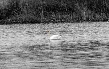 A lonely swan in search of his beloved
