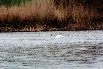 A lonely swan in search of his beloved