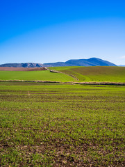 Fototapeta na wymiar Beautiful landscape with green fields and mountains in Andalusia, Spain