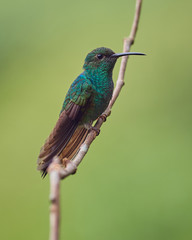 Fototapeta premium Hummingbird still on a branch tree