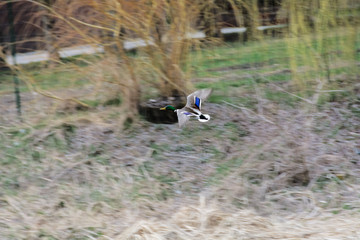 Duck flying over the lake