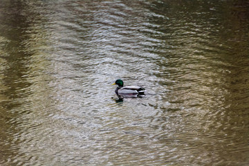  Lonely wild duck on the lake