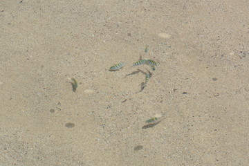 f noronha