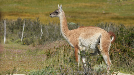 Guanaco