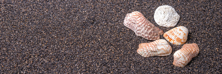 Panoramic image of seashells on dark sand beach