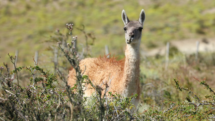 Guanaco