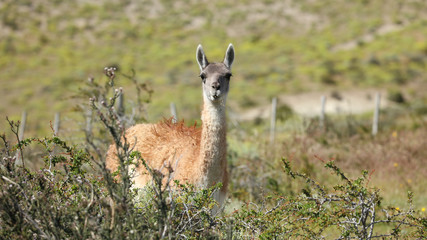 Guanaco