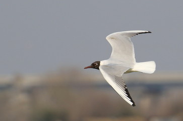 Black-headed gull in flight, Larus ridibundus  