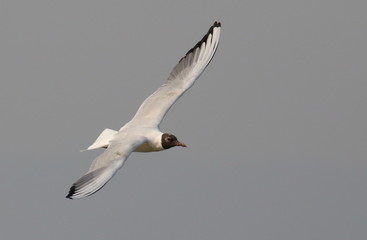 Black-headed gull in flight, Larus ridibundus  