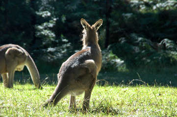 back of kangaroo