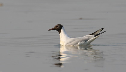 Black-headed gull in water, Larus ridibundus 