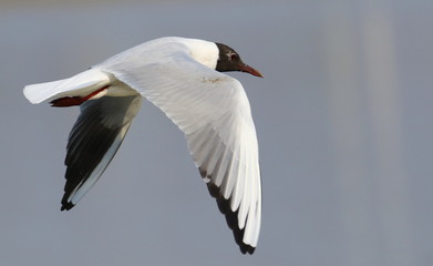 Black-headed gull in flight, Larus ridibundus  