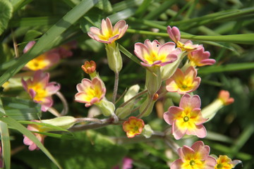 Orange primula meadow spring flower