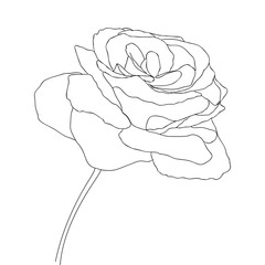 Spring flower. Hand drawn doodle element. - vector