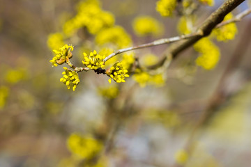 The first spring flowers on trees and shrubs, blooming buds, partial blur, awakening of nature
