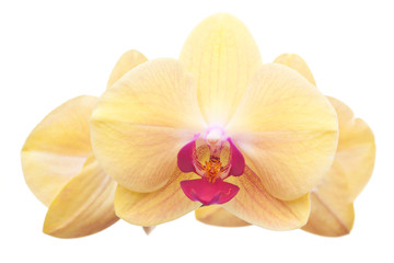 Extreme close-up of blossoms of a yellow orchid
