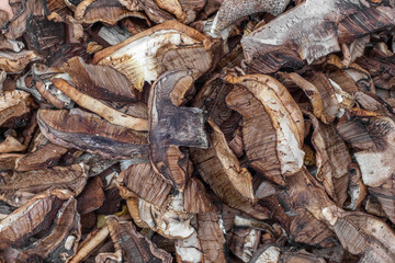 Dry mushrooms close up. Top view.