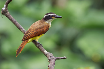 Bird perched on a branch looking for food
