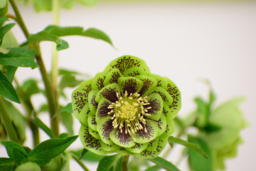 クリスマスローズ