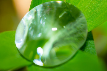 closeup water drop on a green leaf, micro natural background