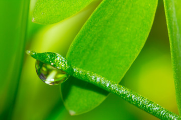 closeup water drop on a green leaf, micro natural background