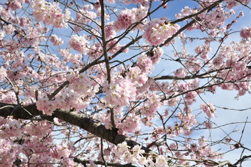 Cherry blossoms against a blue sky