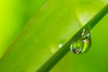 closeup water drop on a green leaf, micro natural background
