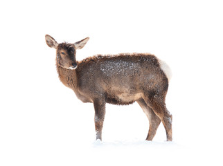 female deer is isolated on a white background standing on white snow.