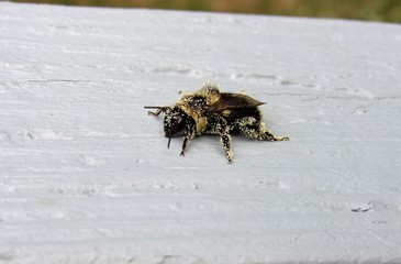 Closeup of a bumblebee covered in pollen sitting on a wooden railing 