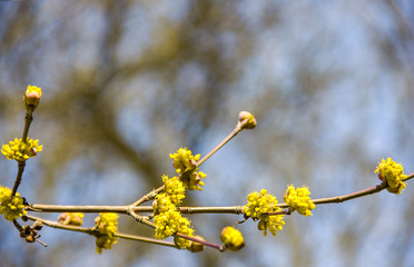 The first spring flowers on trees and shrubs, blooming buds, partial blur, awakening of nature