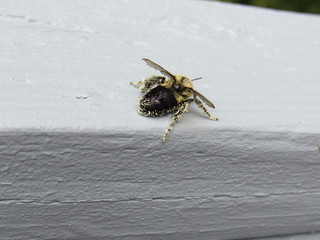 Closeup of a bumblebee covered in pollen sitting on a wooden railing 
