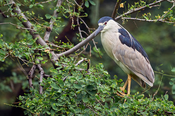 Naklejka premium Night heron spending the day on a tree
