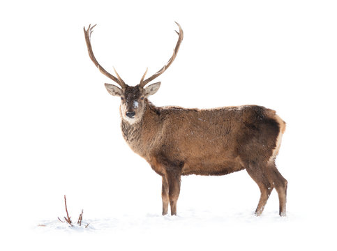 Deer is isolated on a white background standing on white snow.