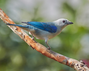 Bird perched on a guava tree