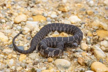 Baby northern water snake - Nerodia sipedon