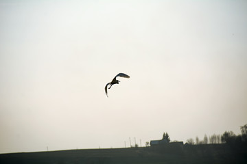 A white heron that escaped from me