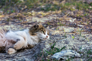 Portrait photography of a cat